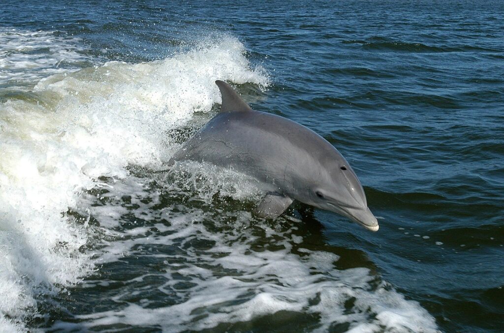 Historic St. Andrews Dolphin Tours