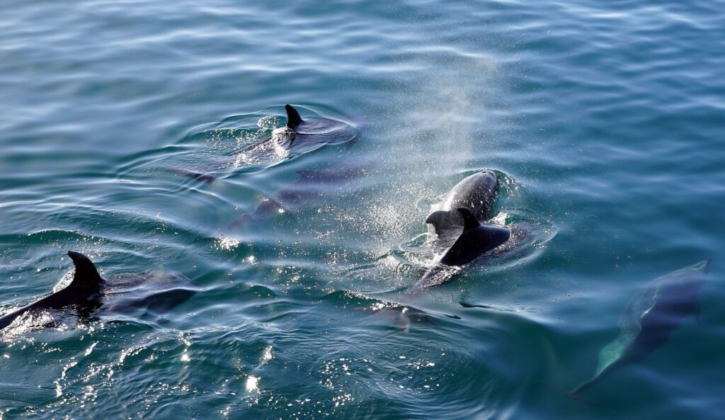 RV Resort Dolphin Tours