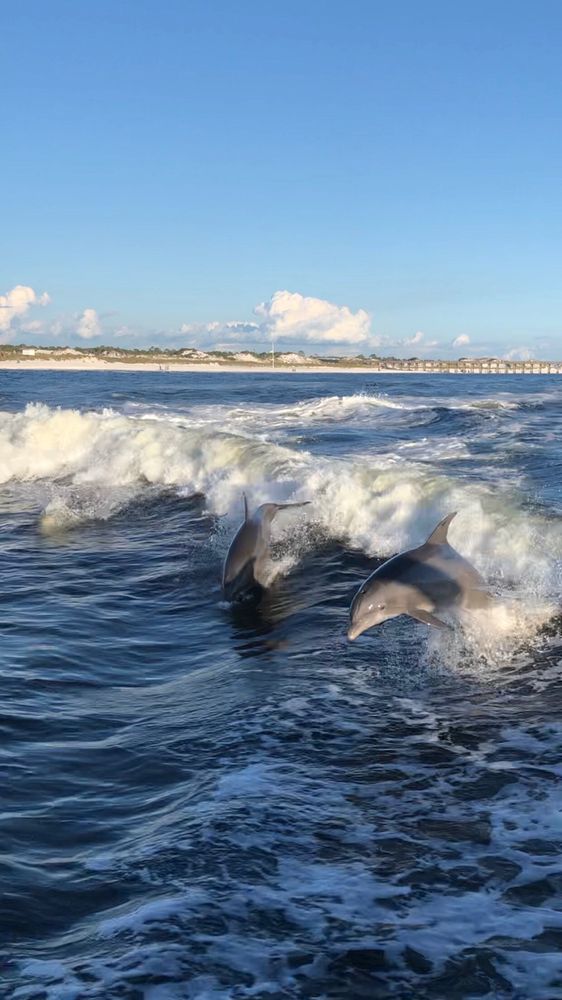 Rosemary Beach Dolphin Tours