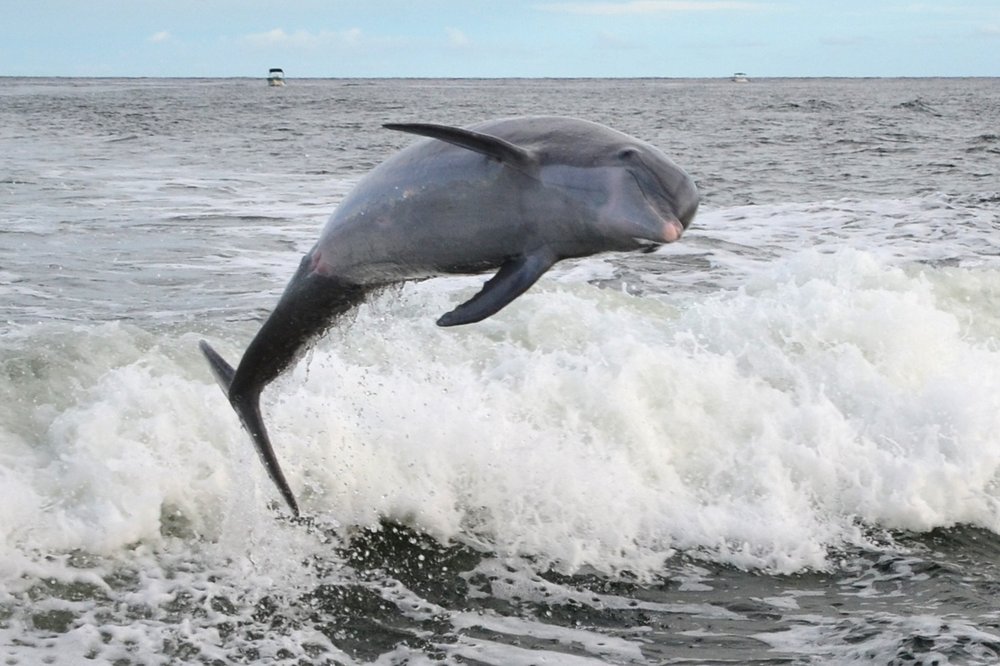 Seacrest Dolphin Tours