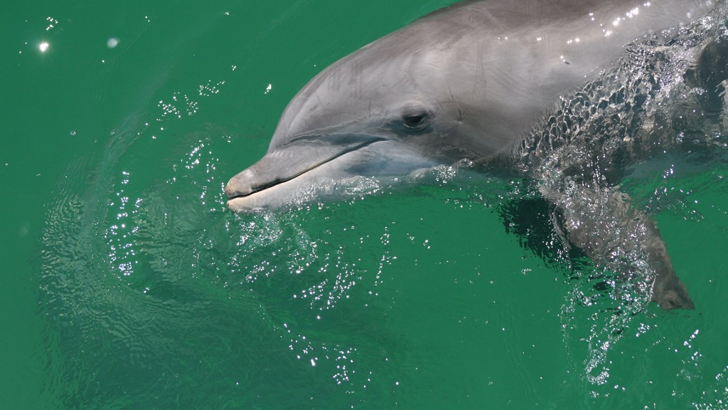 Laguna Beach Dolphin Tours