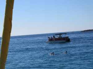Split Charter Dolphin and Snorkeling Tours